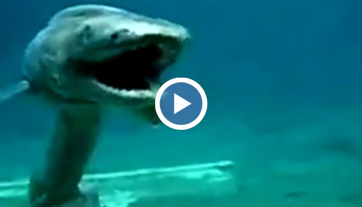 Тази акула е причина за някои от най-древните митове за морски чудовища