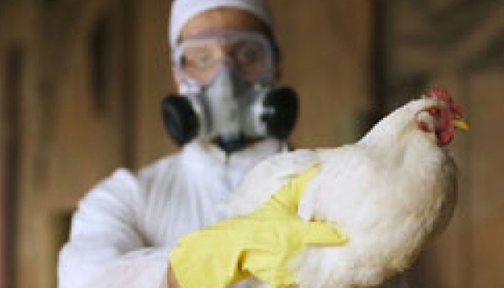 Това е първият доказан щам на птичи грип в България