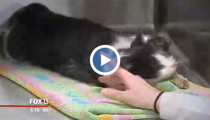 Котаракът Барт бил блъснат от автомобил и погребан, но по-късно изпълзял от гроба си