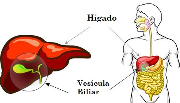 Неправилното хранене е номер едно фактор, пораждащ чувството за тежест, известният „камък“ в жлъчния мехур Неправилното хранене е номер едно фактор, пораждащ чувството за тежест, известният „камък“ в жлъчния мехур
