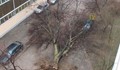 Силният вятър изкорени дърво до стадион „Локомотив“