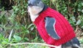 109-годишен австралиец плете пуловери за ранените пингвини