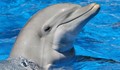 Дресьор правил секс с женски делфин в продължение на цяла година