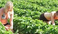 Търсят робини за ягодови полета в Испания