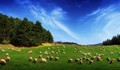 Австралийци превръщат овце в подвижни Wi-Fi точки