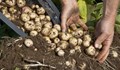 Как да отгледаме богата реколта от картофи само в една саксия
