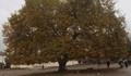 Красив чинар от село Арчар участва за Европейско дърво на годината