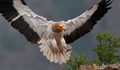 Какво трови птиците в Природен парк „Русенски Лом“