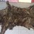 Жена продава кожи от котки и кучета в интернет! Цената за която ги продава е 5 лева