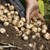 Как да отгледаме богата реколта от картофи само в една саксия