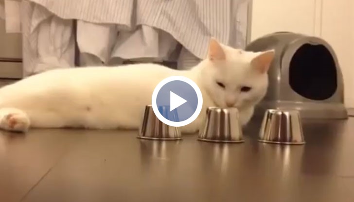 Уникално умна и наблюдатлна котка!