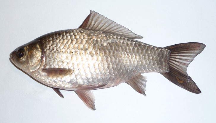 Не е ясно обаче как рибата е попаднала в половите органи на жената Не е ясно обаче как рибата е попаднала в половите органи на жената