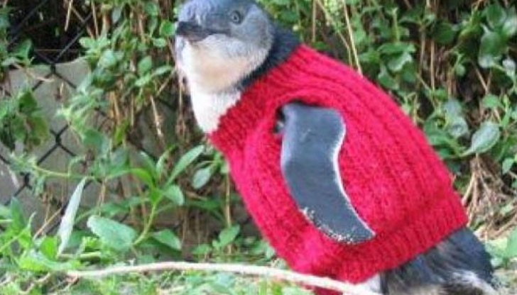 Благодарение на изплетените пуловери 96 процента от пингвините са били рехабилитирани в клиниката
