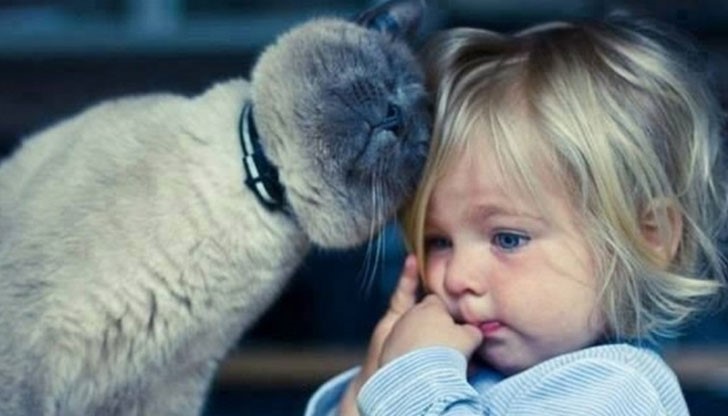 Невероятни котки, от които става перфектната бавачка