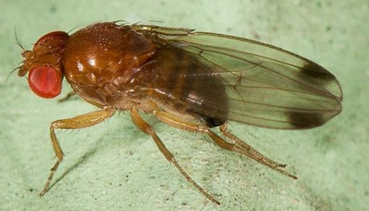 Мухата идва от Азия и за първи път е установена през 1916 г. в Япони