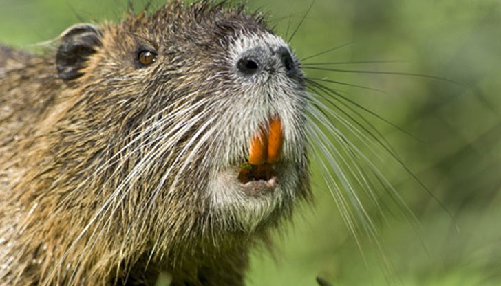 Гризачи свършиха това, което институциите отлагат от 20 години Гризачи свършиха това, което институциите отлагат от 20 години