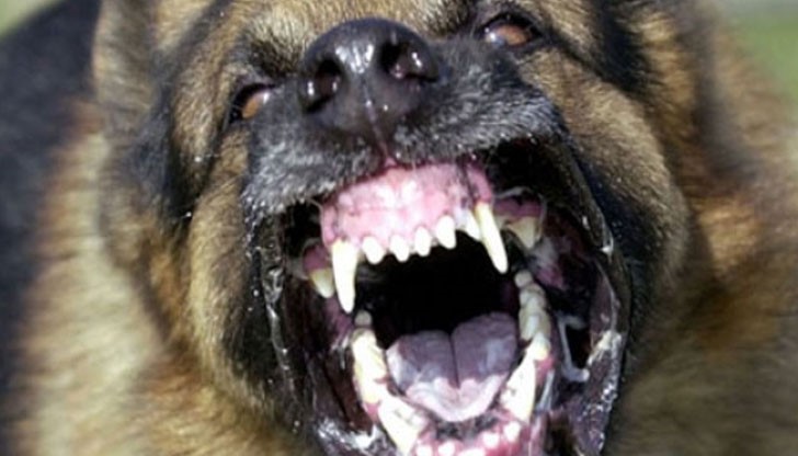 Кучето е отведено в Общински питомник – Разград