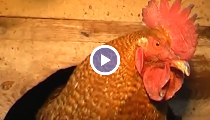 Петелът – куче с амнистия за Втори февруари