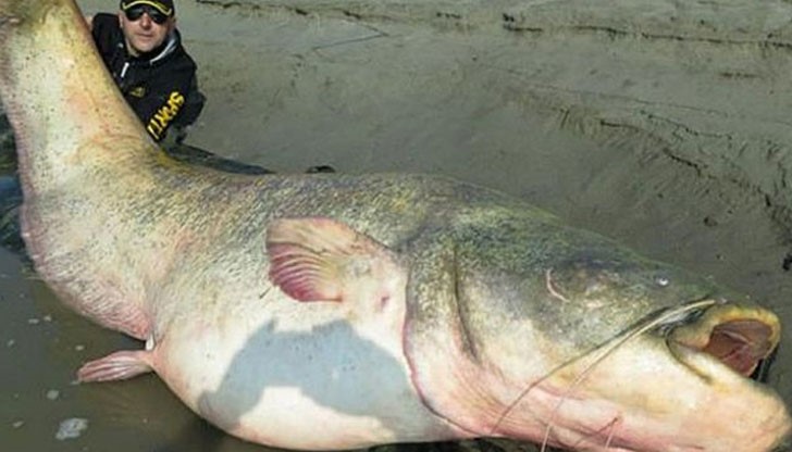 Рибата е 2.7 метра дълга и тежи 127 килограма