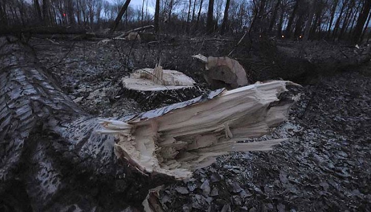 Отворено писмо на един лесничей до цяла България! Отворено писмо на един лесничей до цяла България!