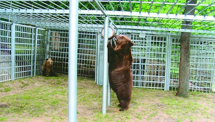 От години в местността Липник край Русе незаконно се отглеждат две мечки.