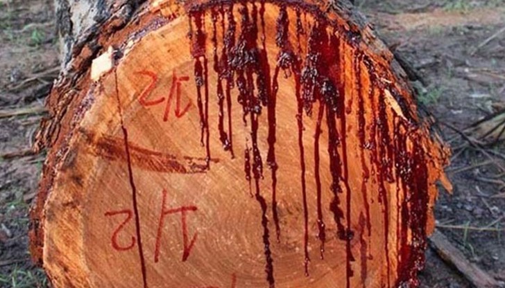 Това дърво носи своето наименование „bloodwood“, защото съдържа червен сок,