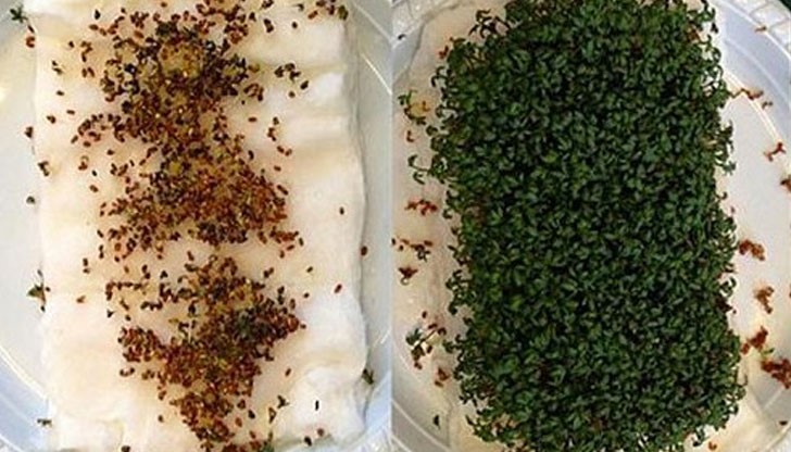 Ако отглеждате цветя или подправки като домашни растения, е препоръчително да ги отдалечите възможно най-много от източника на Wi-fi сигнал Ако отглеждате цветя или подправки като домашни растения, е препоръчително да ги отдалечите възможно най-много от източника на Wi-fi сигнал