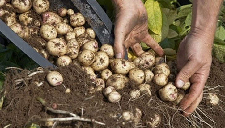 Ето един лесен начин за сдобиване с огромно количество картофи само с помощта на една голяма саксия