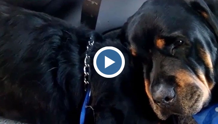 След като Ханк починал, Брут легнал до него и отказал да стане