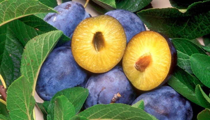 Продукцията от сливи на производител от с. Пиргово например се реализира изцяло на румънския пазар, даже е недостатъчна