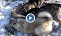 Шокиращо видео: Бракониери насъскват мелези срещу беззащитния дивеч