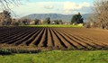 Земеделската земя в Румъния се превръща в магнит за българските фермери