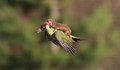 Фотограф засне невестулка, "яздеща" летящ кълвач