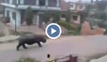 Избягал носорог уби жена и рани още шестима