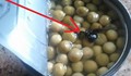 Жена отвори консерва с грах и отвътре изскочи...