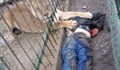 Лъвица уби мъж в зоопарка