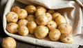 Ето как да получим 15 килограма картофи само от 1 картоф на 4 квадрата площ