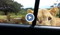 Лъв отвори вратата на кола пълна с туристи