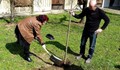 Днес в Русе засадиха "дърво на статистиката"