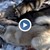 Шокиращо видео: Бракониери насъскват мелези срещу беззащитния дивеч