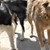 Ухапана от куче русенка осъди общината с 1500 лева