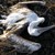 Масова смърт на пеликани в резервата “Сребърна”
