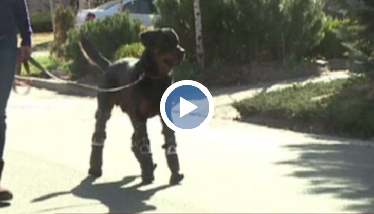 Заради измръзване Брут губи крайниците си