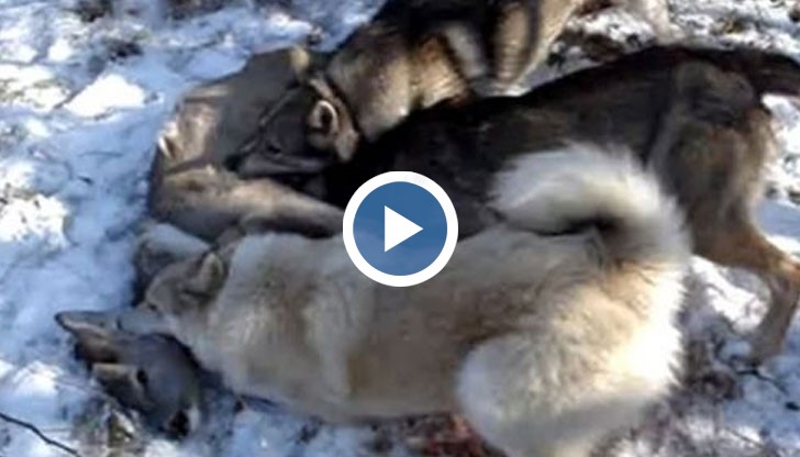 Внимание, видеото съдържа кадри които могат да смутят и разстроят хора със слаби нерви!