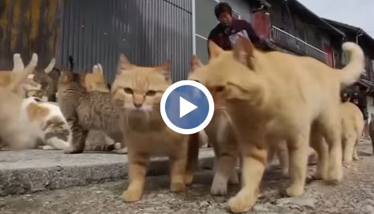 Островът, на който няма нито магазини, нито хотели, вече е известен като „Котешкият остров”