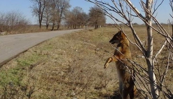 Последният случай - на обесена белка край село Слана бара