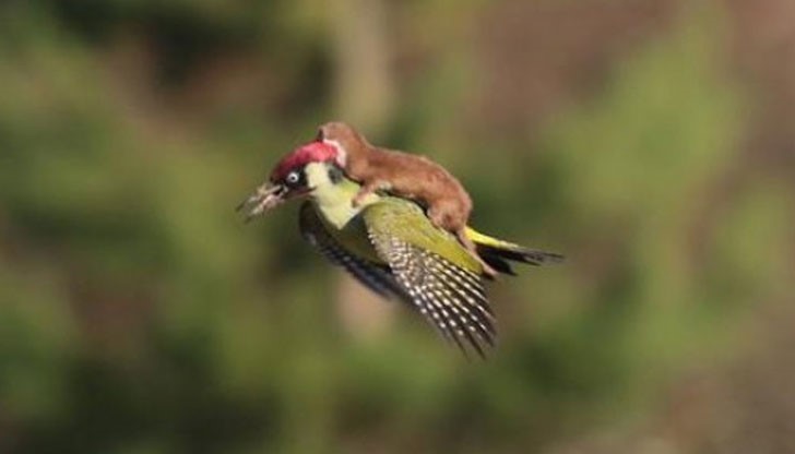 Фотограф аматьор е успял да заснеме невестулка върху гърба на летящ кълвач