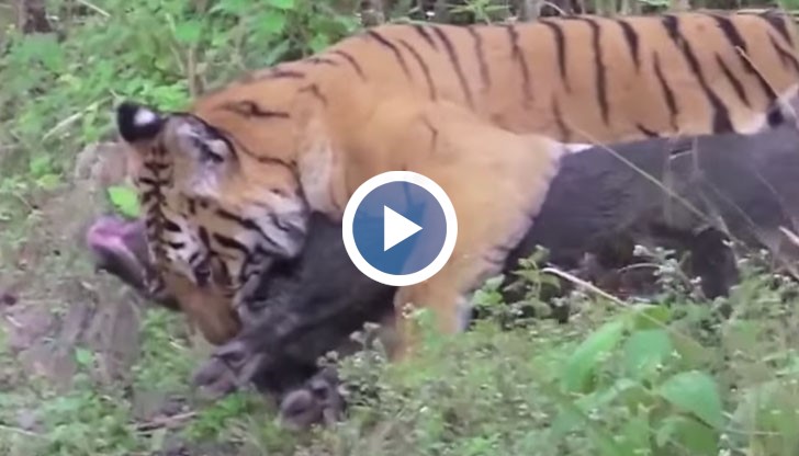 Тигър напада диво прасе!