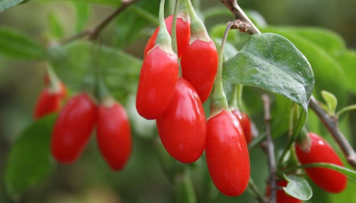 Годжи бери е плод, познат още под наименованията лиций и лициум