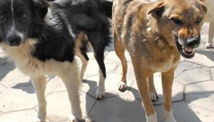 Русенката е била нападната и нахапана от улично куче в гробищния парк „Чародейка“